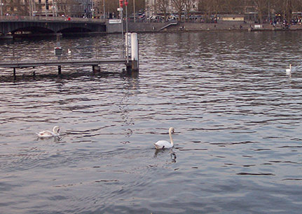 废弃物发酵腐熟成优质有机肥,农业有机废弃物粉碎发酵有机肥
