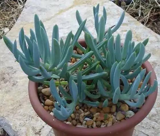 推荐轻松玩转100种常见多肉植物,700种多肉植物图鉴pdf百度云