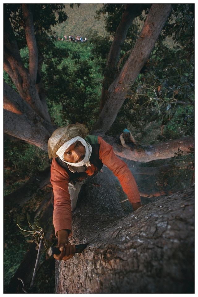 喜马拉雅悬崖蜂蜜价格,喜马拉雅采蜜人