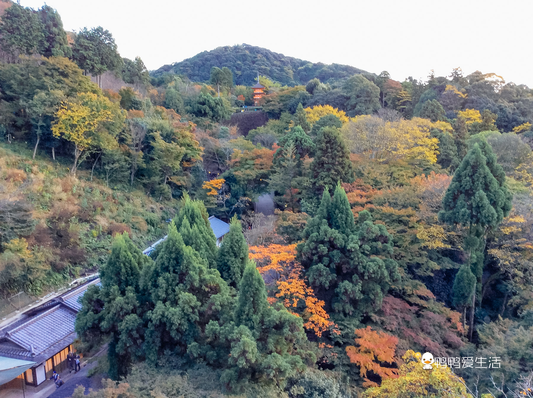 日本京都寺庙视频,日本京都闹市区古老寺庙