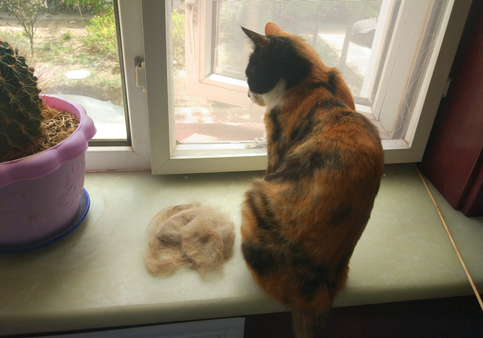 辟谣,猫咪补锰就喂它动物毛?当心爱猫肠梗阻,猫咪:刚吐完啊