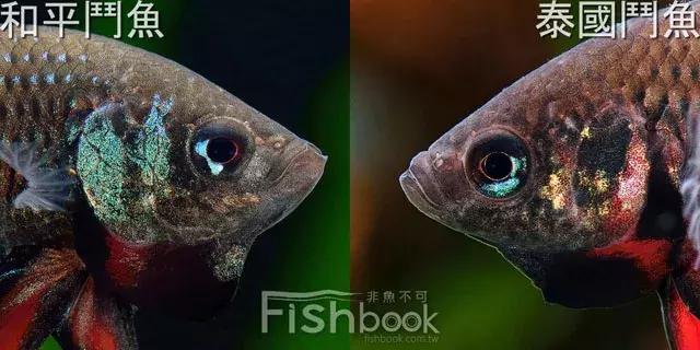 原生资讯｜和平与战争的使者-英贝利斯斗鱼