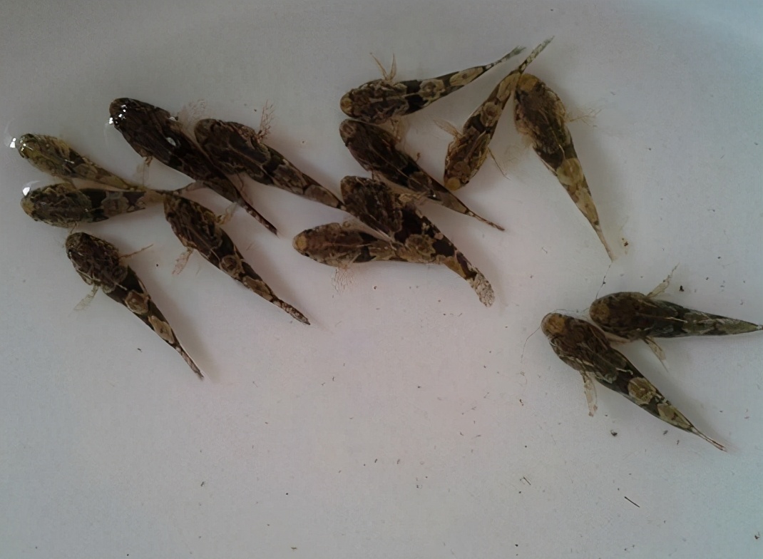 小型凶残食肉鱼,盘点小型食肉鱼