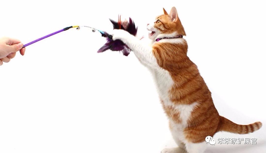 猫为什么会喜欢咬人手,猫为啥舔人手指舔着舔着就咬