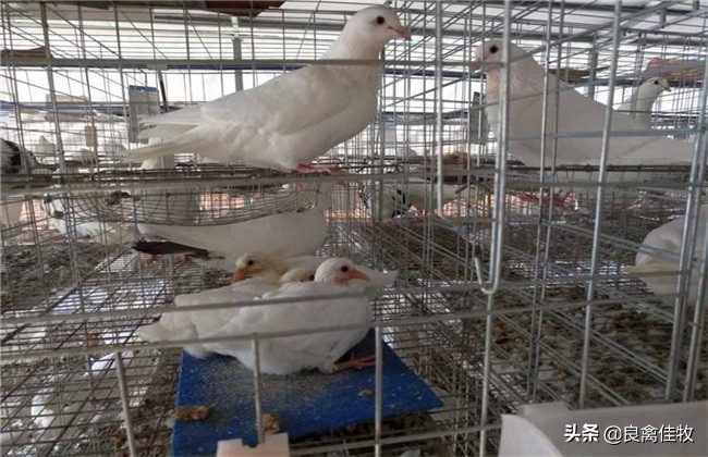 鸽子用药十大误区,鸽子养殖前需要注意什么