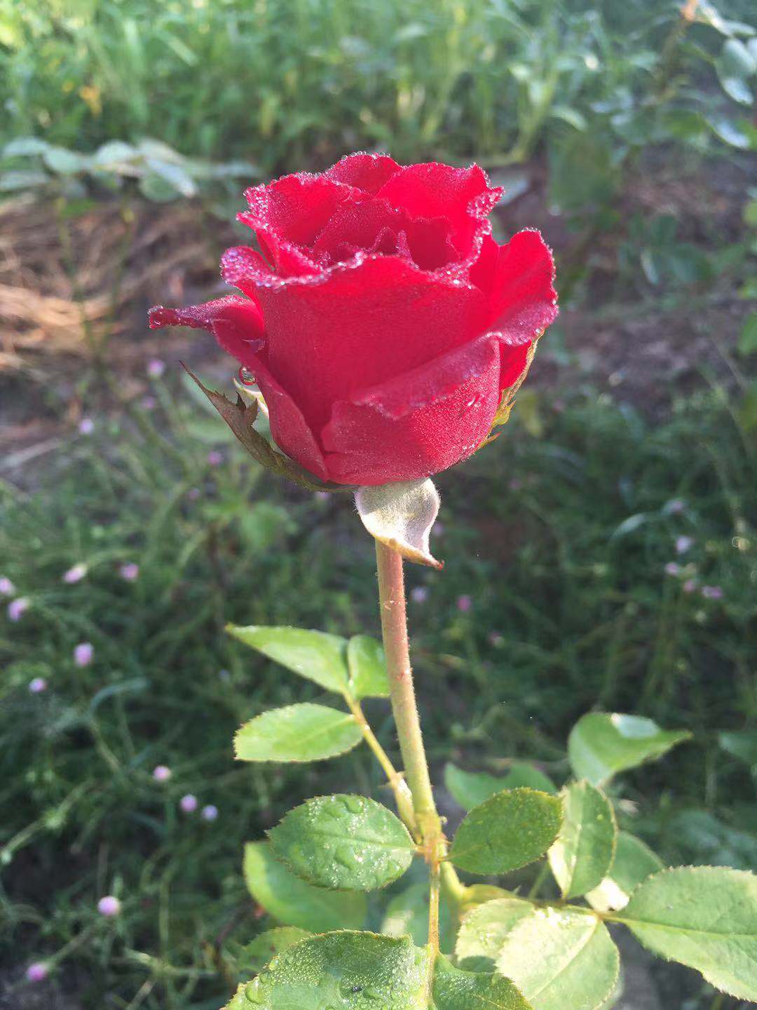 怎么种玫瑰花一年四季都有开花,玫瑰花怎么种可以一年四季都有