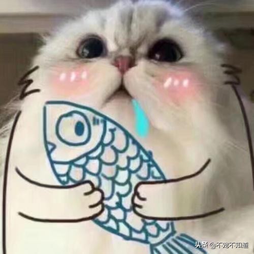 猫咪乱尿最快的在家解决办法,猫砂盆太脏了会导致猫咪乱尿吗