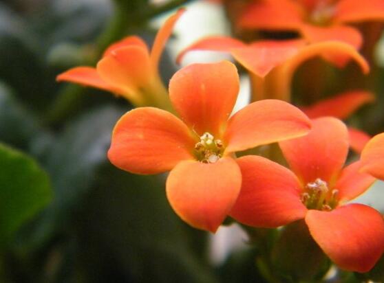 海棠花烂根怎么处理,海棠花烂根怎么修复