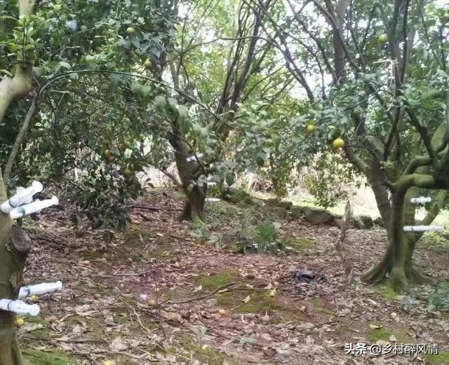 泰国红黑胶囊能治黄龙病吗,红黑胶囊治黄龙病吗