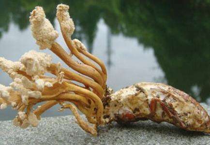 干货的它180元一两，只生长在大山里