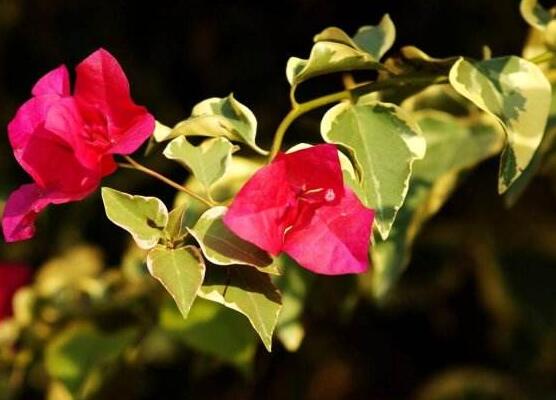 三角梅品种，细数三角梅最好看的八大品种