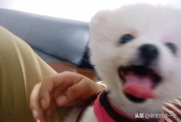 一个月的小博美长什么样,小博美多大养比较好