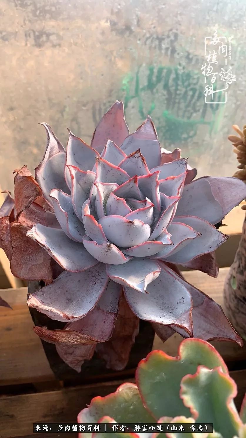 多肉冬季搬进屋里前需要浇水么,多肉过冬