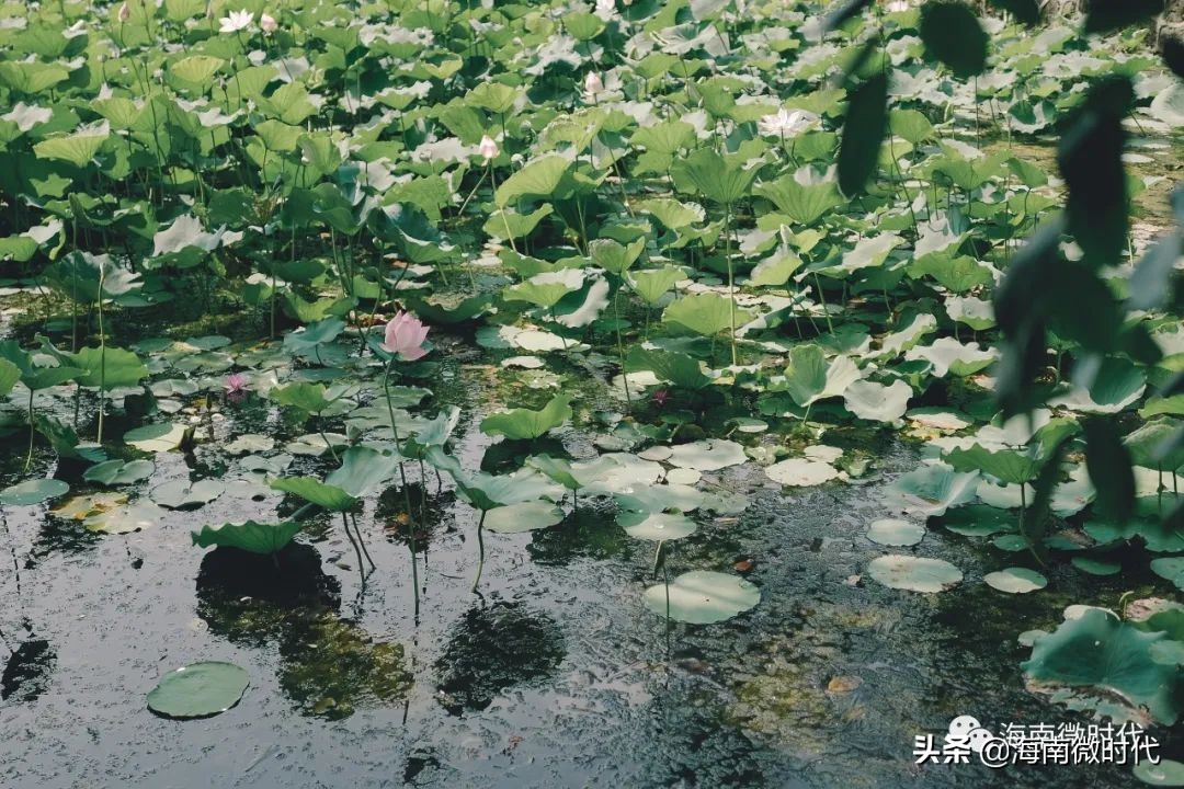 海南大学的回忆,海南大学青春的样子