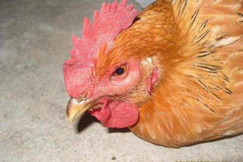 如何预防鸡传染性鼻炎,鸡传染性鼻炎用什么药效果好