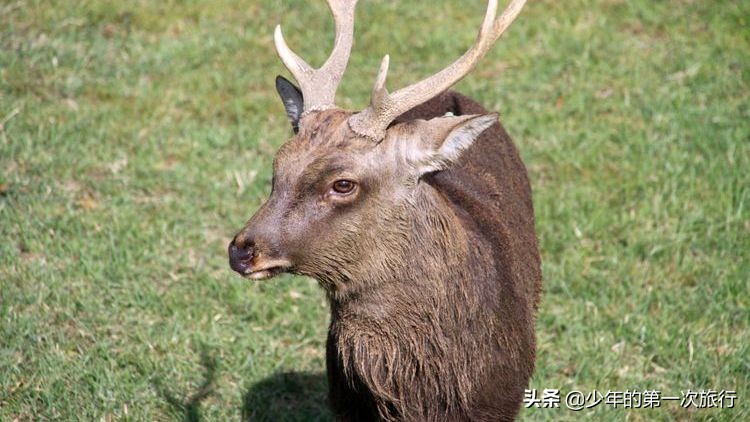 日本奈良东大寺大佛,日本奈良世界文化遗产历史背景