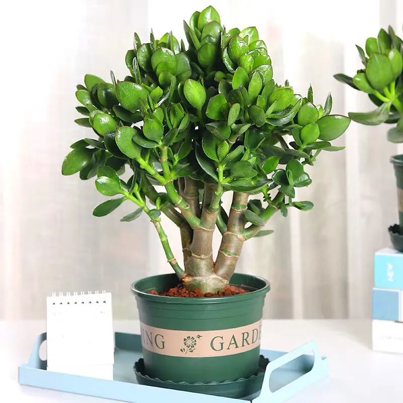 玉树怕晒,玉树怕冷怎么办