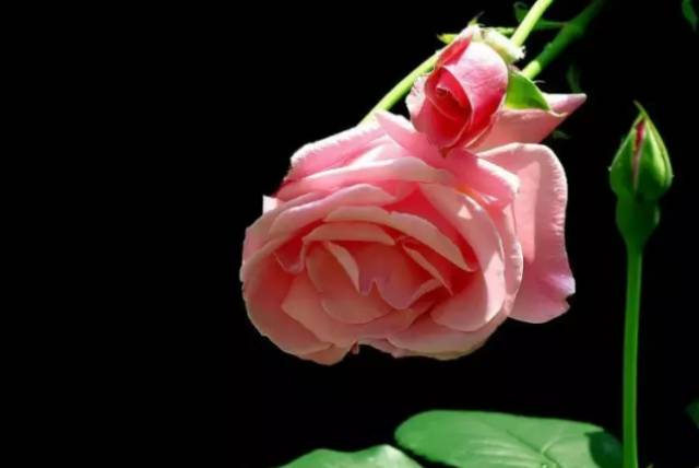 中国十大名花排行哪个是你的最爱,你知道中国十大名花是什么花吗