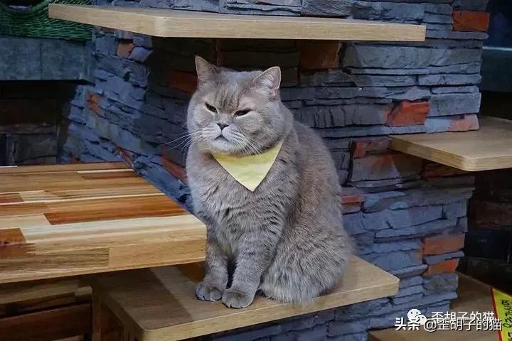 如何看出猫咪年龄有多大,如何判断猫咪的年龄