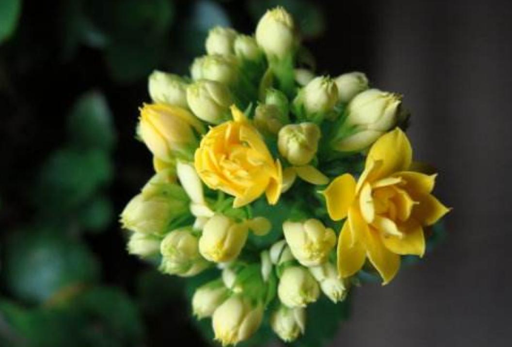 长寿花花苞枯萎了怎么救活,长寿花花枝发软是什么原因