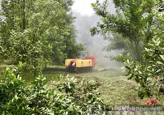 夏威夷果为什么被称为坚果皇后,夏威夷果是谁的后代
