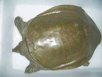 中国海鲜河鲜,市场河鲜海鲜种类大全