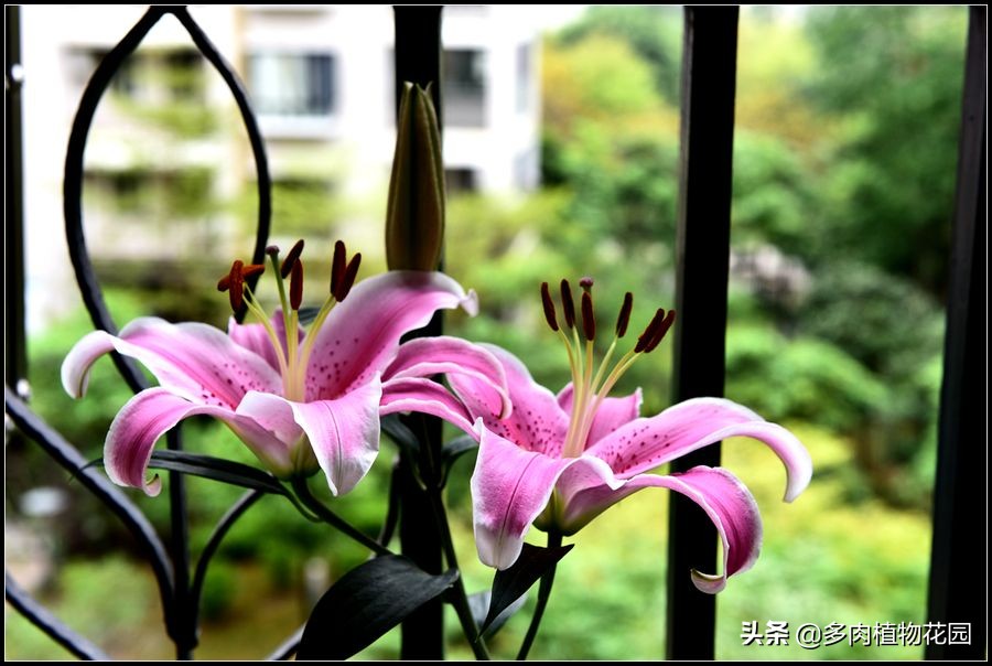 香水百合有毒吗适合室内养吗,法国香水百合盆栽怎么养