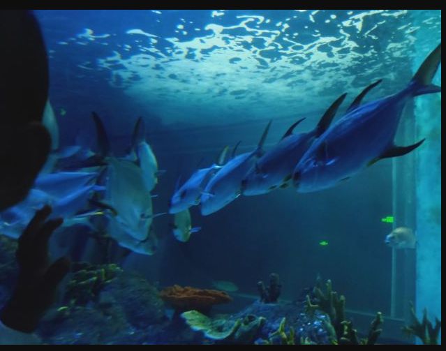 常州金鹰海洋世界门票,常州海洋金鹰海洋世界