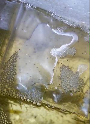 斗鱼孵出来了掉水咋办,斗鱼下鱼籽怎么孵出小鱼