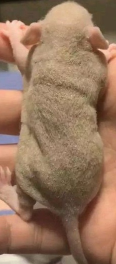 都知道无毛猫,你见过无毛花枝鼠么?裸鼠虽好养,功得要做足