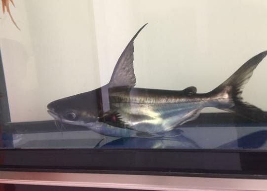 饲料鱼直接养鱼缸确实不太合适，吃多少放多少还是唯一宗旨