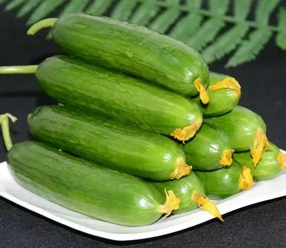 1斤10元种植什么最赚钱,田地种植什么品种最挣钱