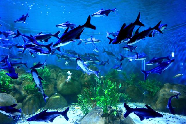 海洋馆的美丽与震撼,亚洲最大室内单体海洋馆