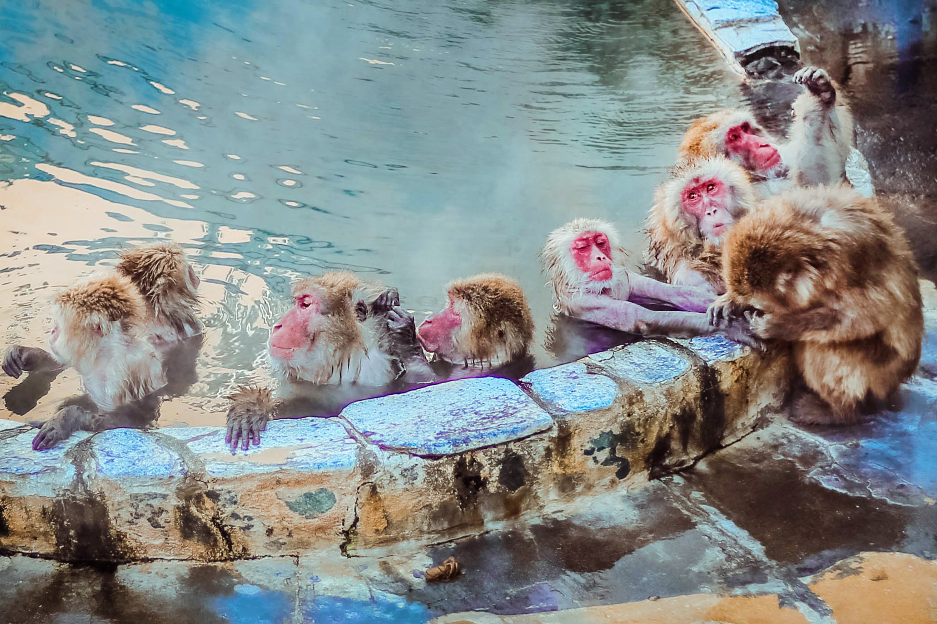 这群猴子拥有龙命，工作就是泡温泉，游客：命还不如一只猴子好