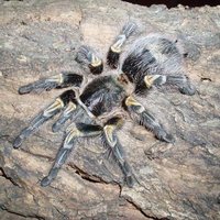 被过分*制抵**的爬宠，能不能存在于阳光之下？