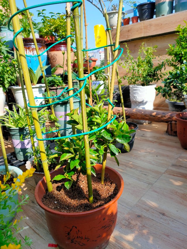 不用木头自制花架最简单的方法,请教DIY高手如何自制花架