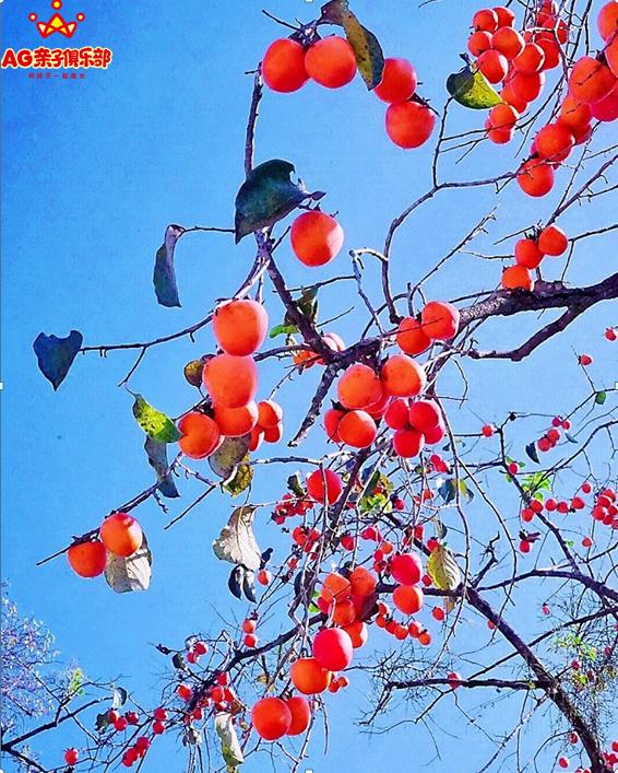 柿柿如意今秋造访最美柿子乡,金秋十月收获的季节柿柿如意