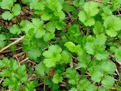 香菜种子最快发芽的处理方法,香菜种子覆土厚了还能出苗吗