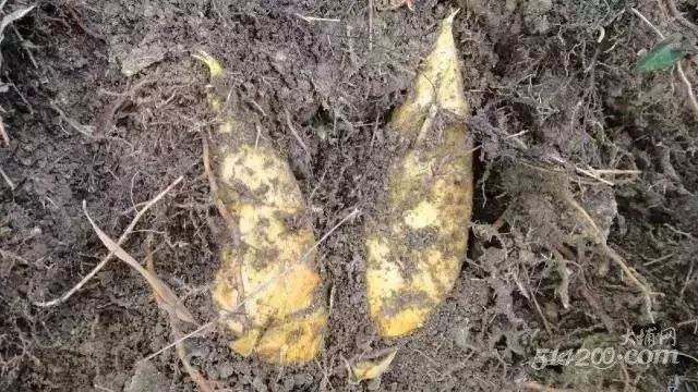 下个月，农村山里的冬笋就可以吃了，冬笋炒老鼠干吃过吗？