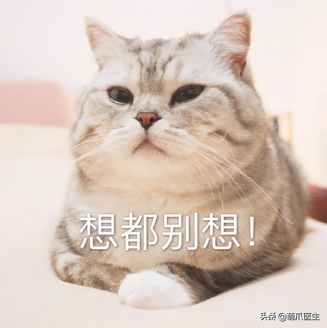 给猫挤黑头，结果挤出5颗“白色米粒”……