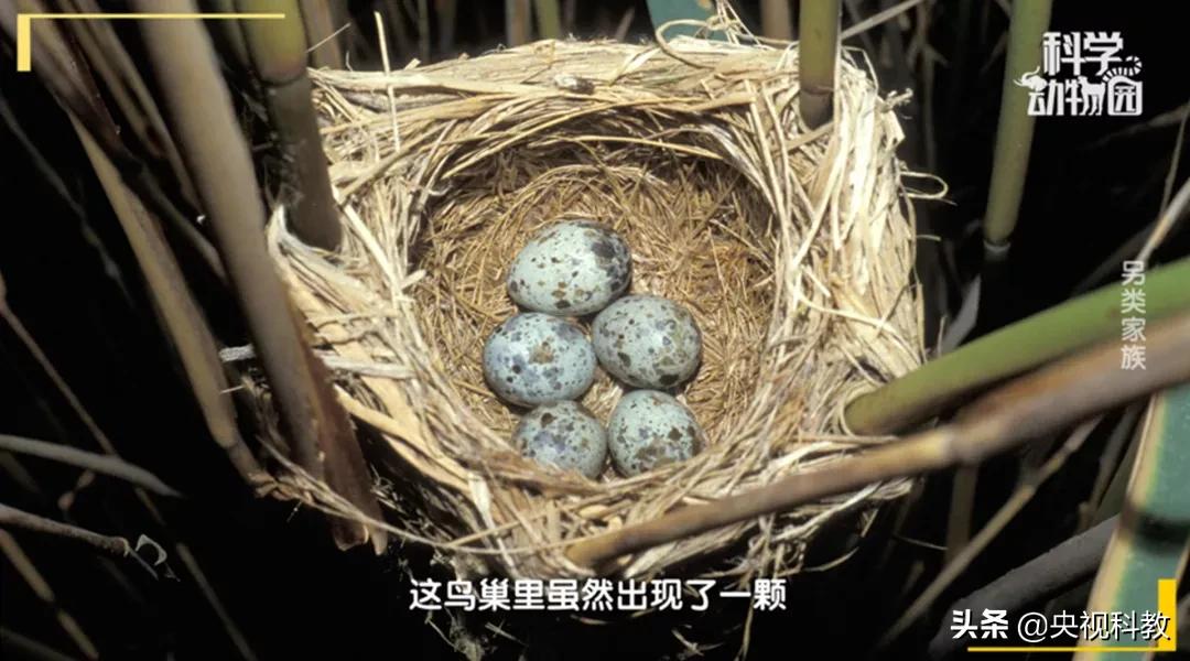 某些企鹅竟然偷东西成瘾，张腾岳一句话道破真相