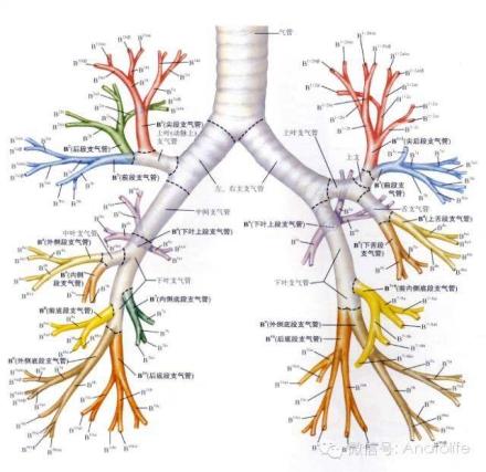 预防肺气肿的疫苗,肺气肿应该怎样预防