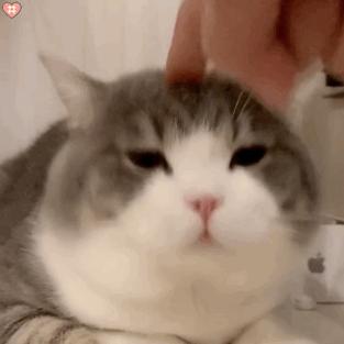 10种最便宜的猫,夏尔特猫市场价