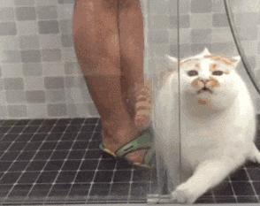 猫咪过敏是什么原因引起的,猫咪会过敏图片