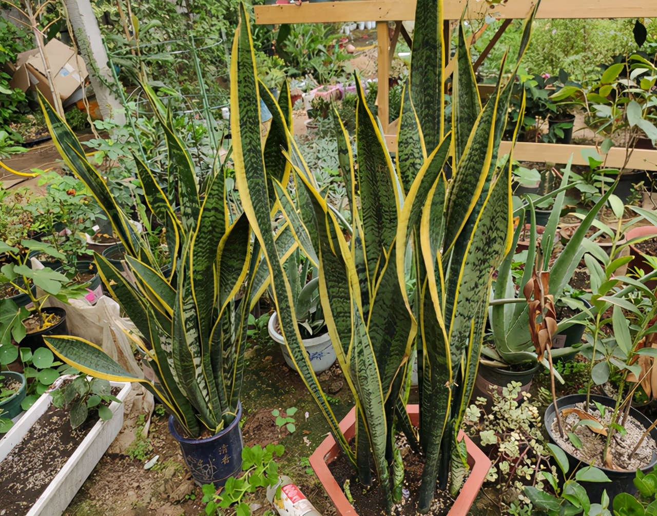 厕所里能养什么花除异味,厕所养什么花草能除味