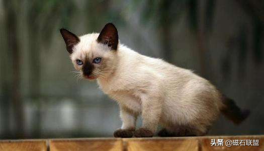 你知道泰国暹罗猫吗,暹罗猫你敢养吗