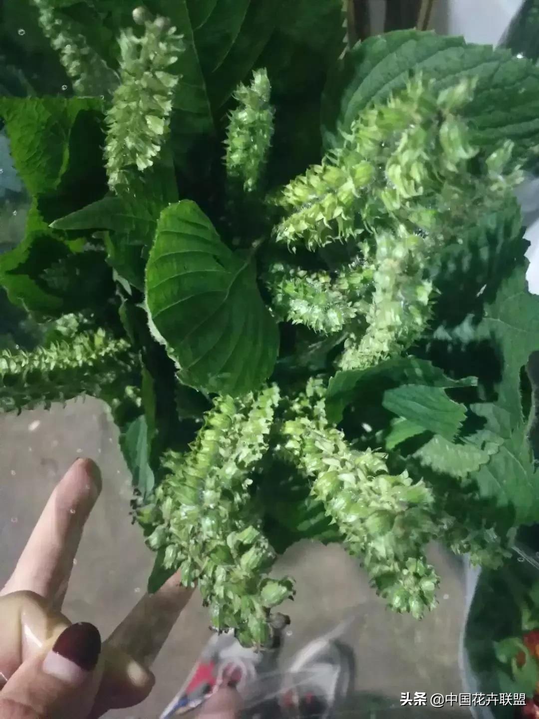 春天花市有哪些花材,便宜又大把的花材有哪些