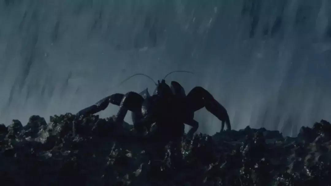 椰子和螃蟹能一起吃吗,传说中的椰子蟹剥开后全是蟹肉