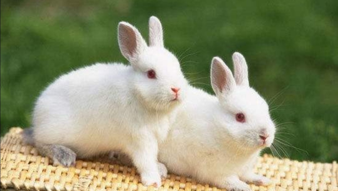 写小狗小猫小兔的外形描写作文,描写小猫小狗的好段落