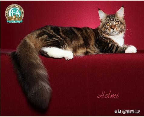 养猫新手买猫注意什么,新手养猫和买猫的注意事项